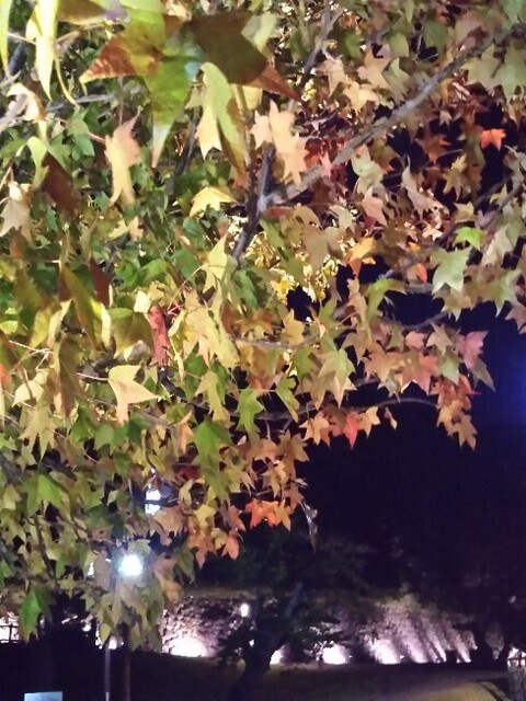 20191101 金沢城公園石垣ライトアップと紅葉.jpg