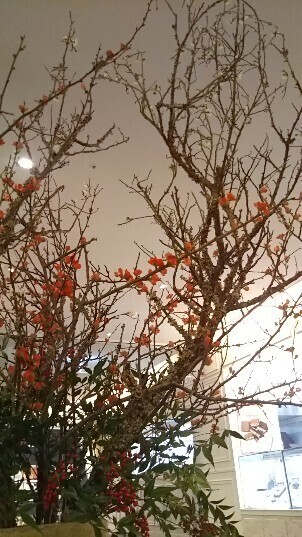 20200102 紅白梅&南天.jpg