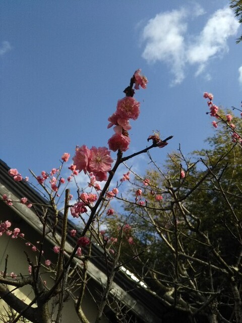 20200321 実家の紅梅.jpg