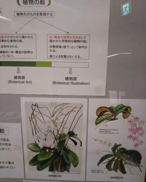 20200327 植物図作品展2.jpg