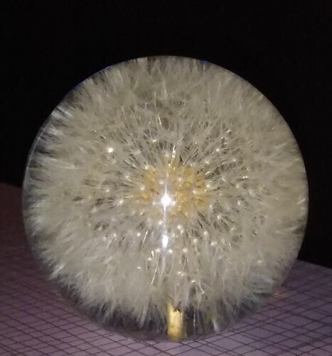20200327 閉じ込められたタンポポ.jpg