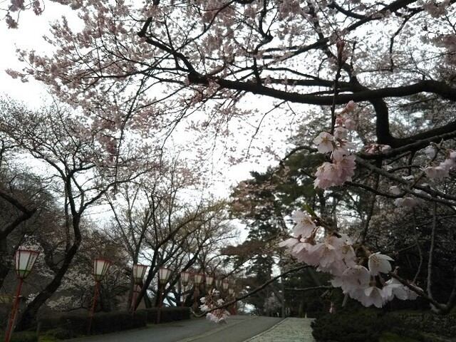 20200328 花巡り11兼六園脇.jpg