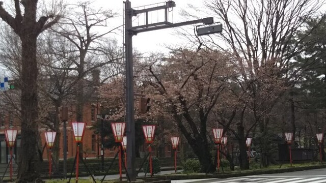 20200328 花巡り1広坂.jpg