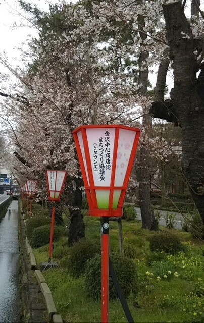 20200328 花巡り2広坂.jpg