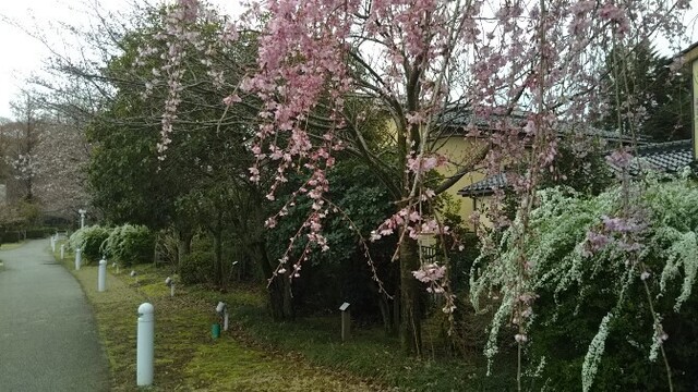 20200328 花巡り3金沢21世紀美術館.jpg
