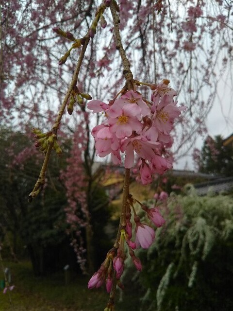 20200328 花巡り4金沢21世紀美術館.jpg
