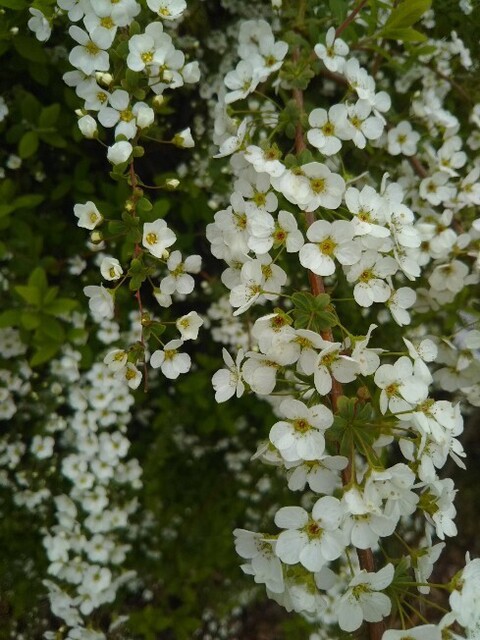 20200328 花巡り5金沢21世紀美術館.jpg