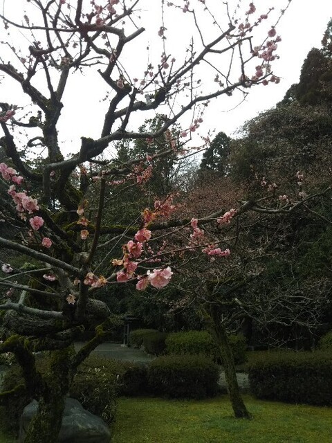20200328 花巡り6中村記念美術館.jpg