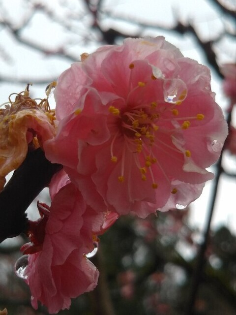 20200328 花巡り7中村記念美術館.jpg