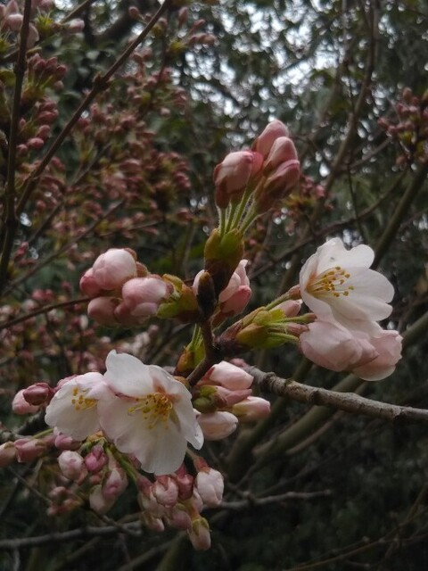 20200328 花巡り8中村記念美術館.jpg