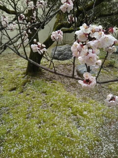 20200328 花巡り9石川県立美術館.jpg