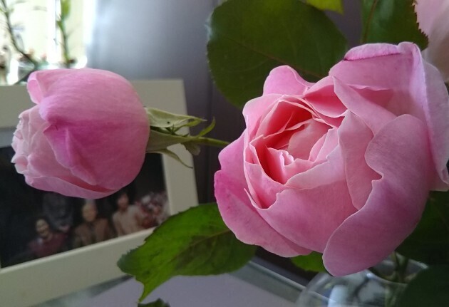 20201105 実家の薔薇.jpg
