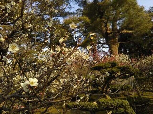 20210307 兼六園梅林1.jpg