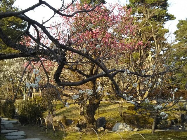 20210307 兼六園梅林2.jpg