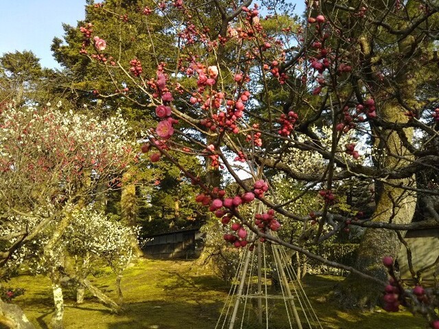 20210307 兼六園梅林3.jpg