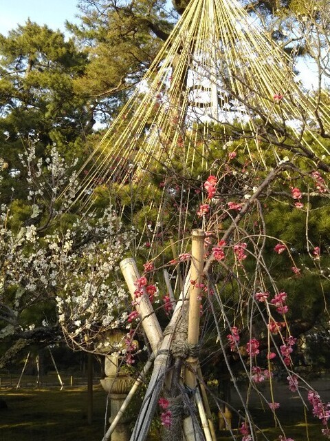 20210307 兼六園梅林4.jpg