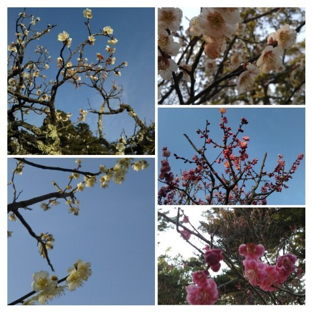 20210307 兼六園梅林5.jpg