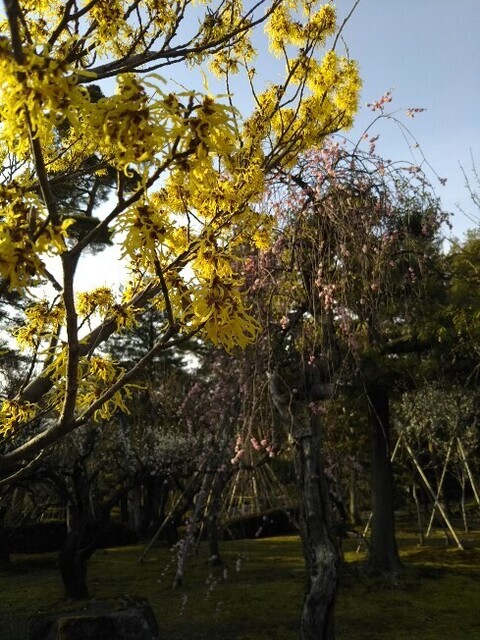 20210307 兼六園梅林マンサク&枝垂梅.jpg