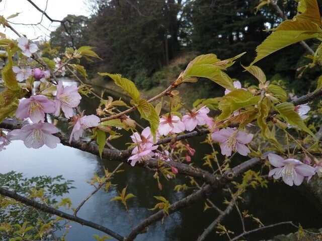20210307 早咲き桜@大手堀.jpg