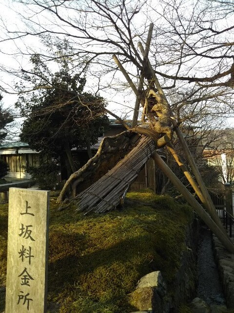 20210307 桜古木@兼六園.jpg