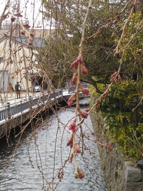 20210320 枝垂桜?.jpg