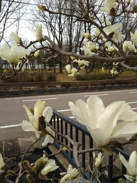 20210320 白木蓮.jpg