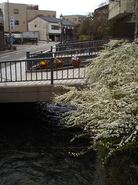 20210320 雪柳.jpg