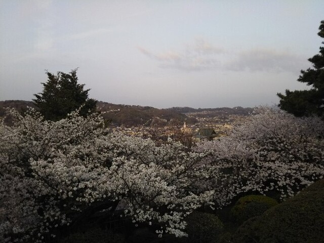 20210402 桜@兼六園1.jpg