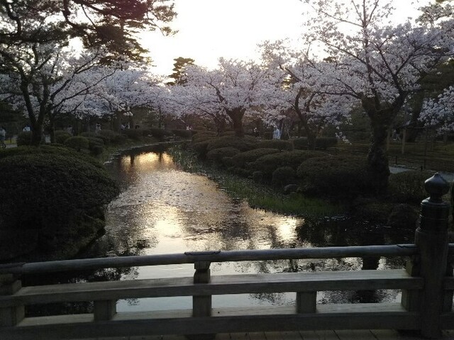 20210402 桜@兼六園2.jpg