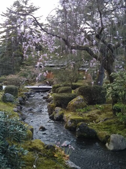 20210402 桜@兼六園3.jpg