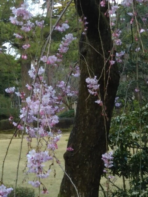 20210402 桜@兼六園4.jpg