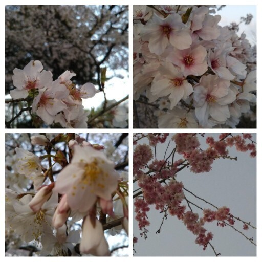 20210402 桜@兼六園5.jpg