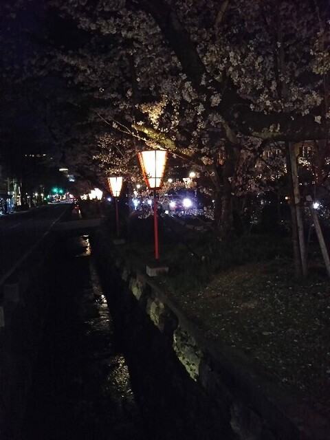 20210402 桜@広坂.jpg