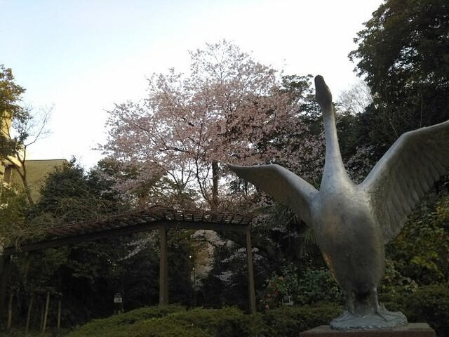 20210402 桜@白鳥路1.jpg