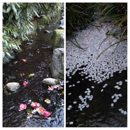 20210402 桜@白鳥路3.jpg