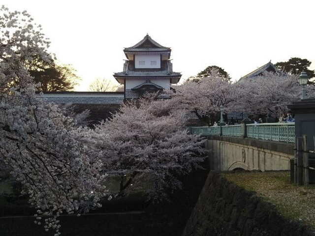 20210402 桜@石川門.jpg