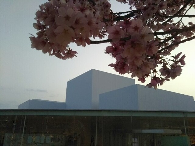 20210402 桜@金沢21世紀美術館1.jpg