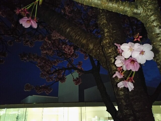 20210402 桜@金沢21世紀美術館3.jpg