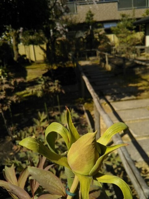 20210410 彦三緑地1.jpg