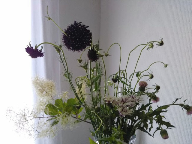 20210620 今週の花1.jpg