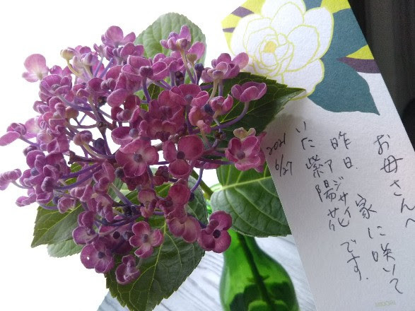 20210626 実家の紫陽花2.jpg