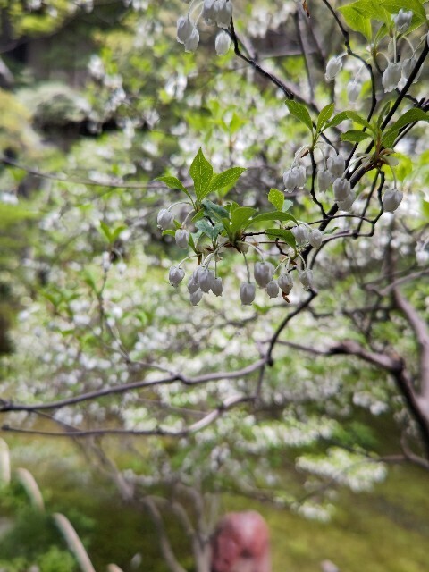 20230419 寺島蔵人邸2.JPG