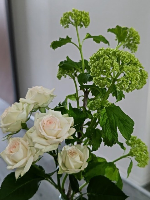 20230420 ビバーナムスノーボール＆白薔薇.JPG