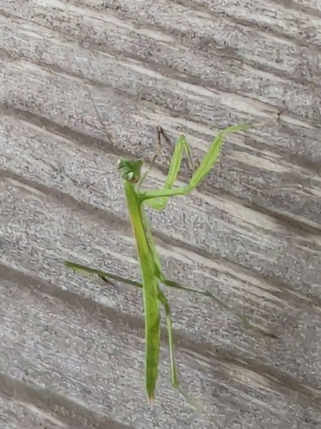 20230721 カマキリ.JPG