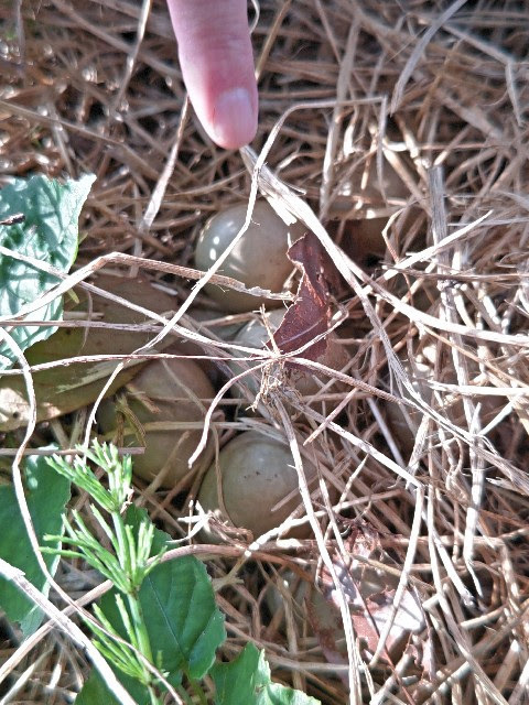 20230721 キジの卵？.JPG