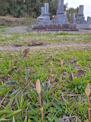 20250404 土筆.JPG