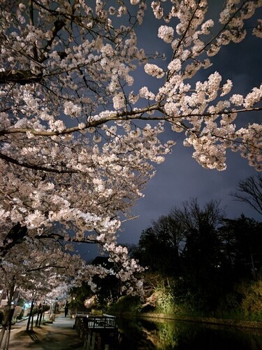 20250406 大手堀の桜.JPG