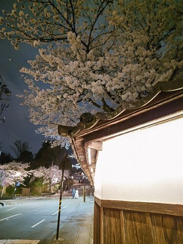 20250406 黒門緑地の桜.JPG