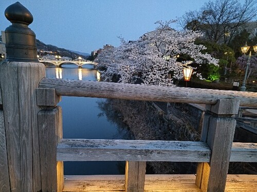 20250407 浅野川沿いの桜10.JPG