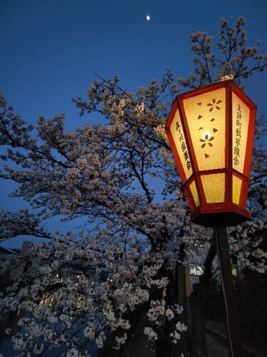 20250407 浅野川沿いの桜11.JPG